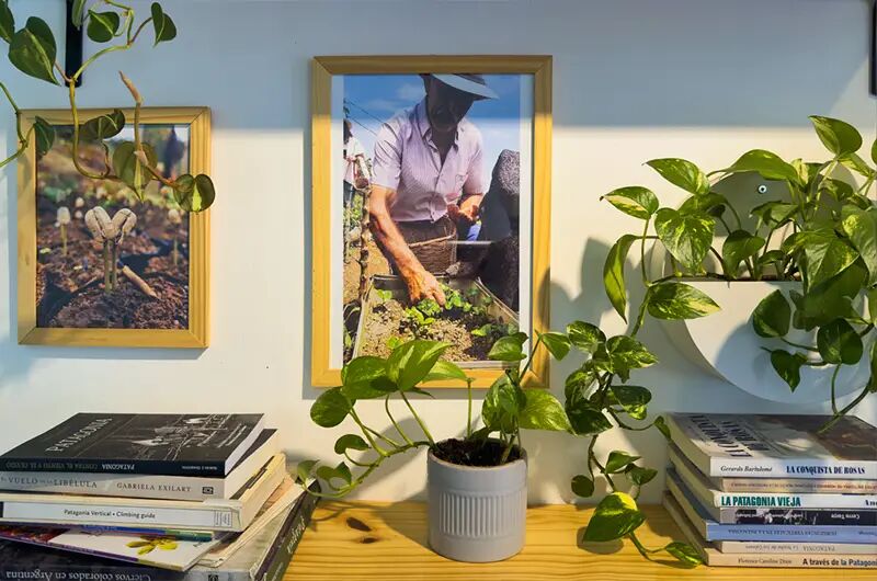 Cuadro de un caficultor entre plantas y libros
