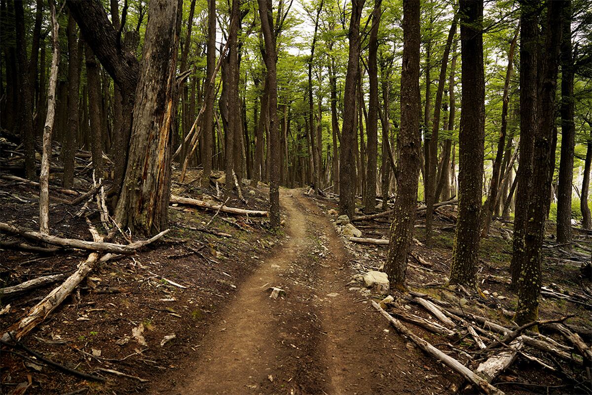 Sendero en el bosque
